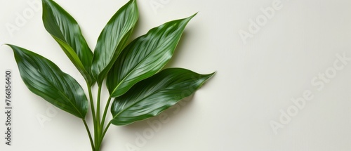   A stunning close-up of a lush green plant on a crisp white background, perfect for adding your own text or images #plantphotography #whitelbackground #n photo