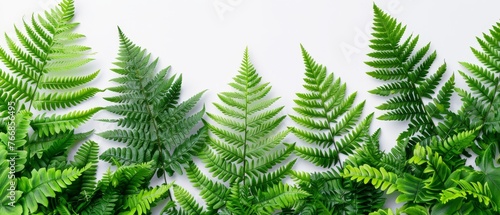   Green plants on a white surface - centerpiece plant