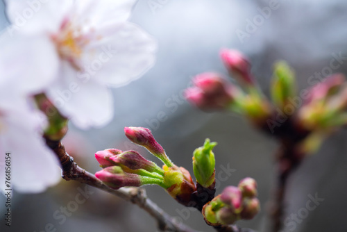 春雨に濡れた桜の蕾