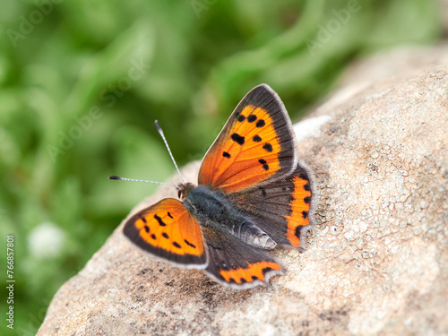 Small copper butterfly. Lycaena phlaeas