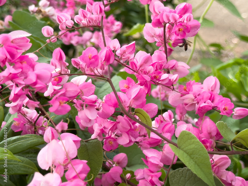 Pretty pink mexican creeper (Antigonon cordatum) in the garden. Blooming coral vine flower (Antigonon leptopus) in the summer season. Pretty pink mexican creeper (Antigonon cordatum) in the garden. Blooming coral vine flower (Antigonon leptopus) in the summer season.