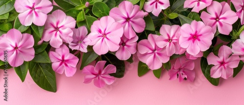   Pink flowers with green leaves on a pink background provide a striking backdrop for text or images