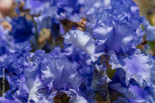 Fototapeta Naklejka Na Ścianę i Meble -  Blue bearded iris flower close up