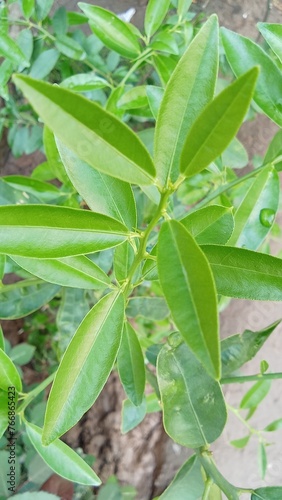 close up of a plant