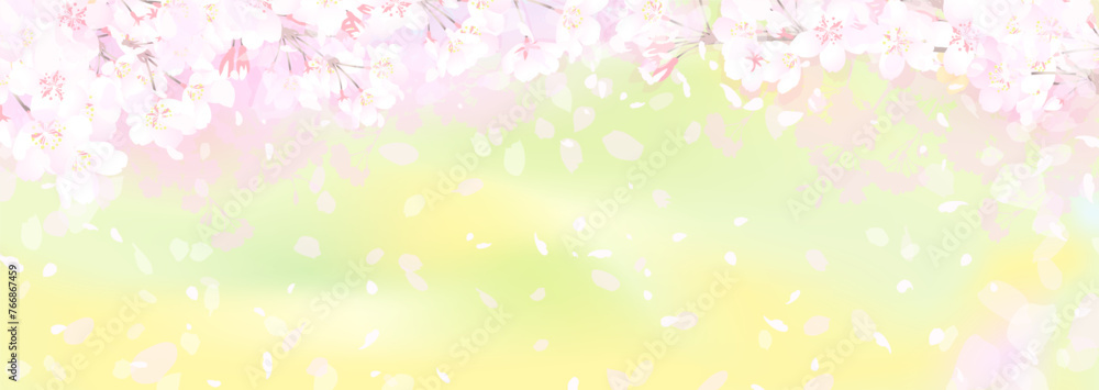 桜と菜の花畑
