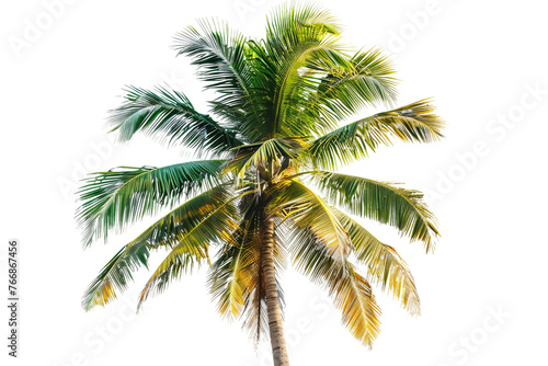 Palm Tree on Transparent Background. PNG