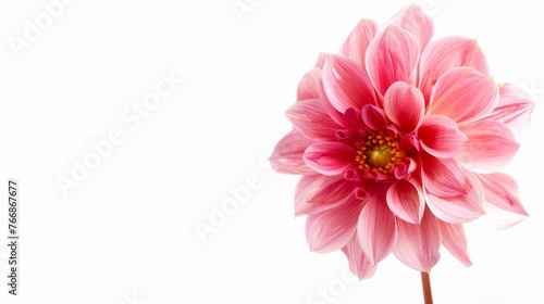 A single colored dahlia flower is separated from its background and placed on a white background.