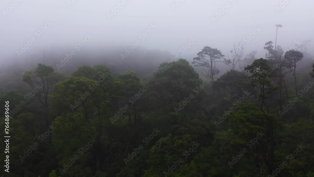 Bad weather and fog in a tropical mountain forest. Mystical landscape. Sri Lanka. Bad weather and fog in a tropical mountain forest. Mystical landscape. Sri Lanka.