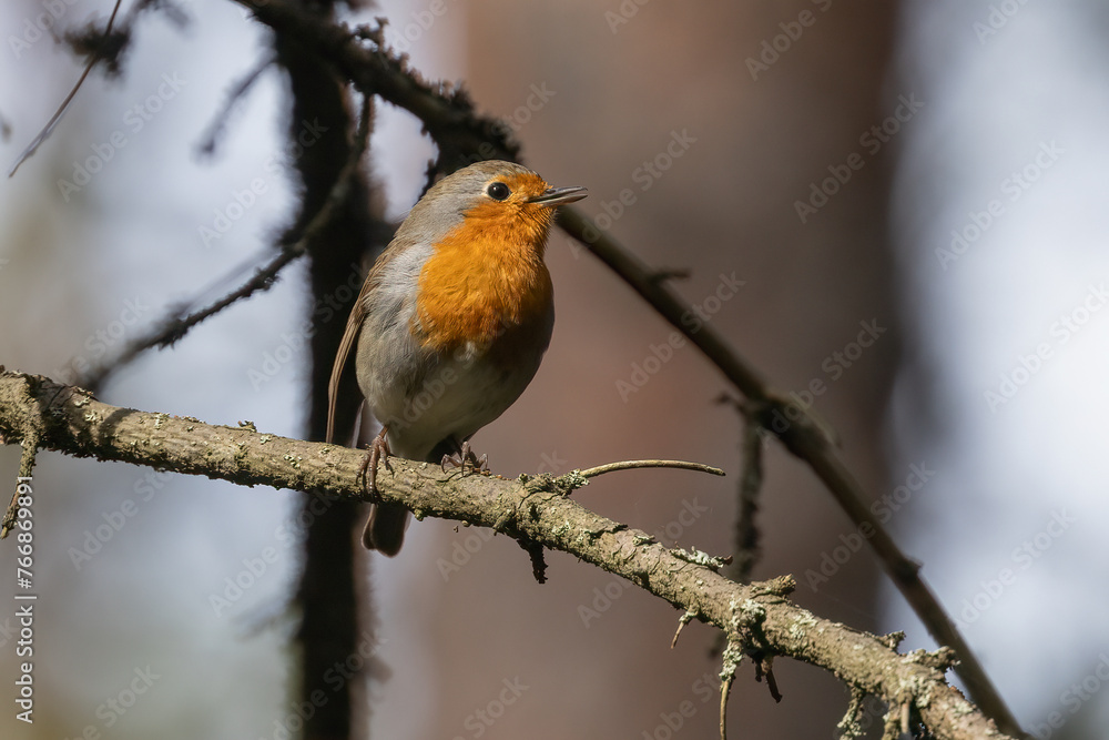 European robin European robin