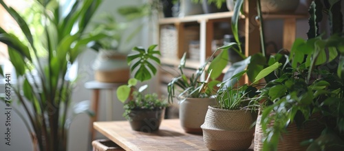 Prepping a Workspace for Replanting Houseplants