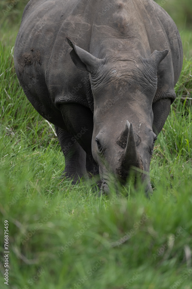 Obraz premium rhino in Uganda