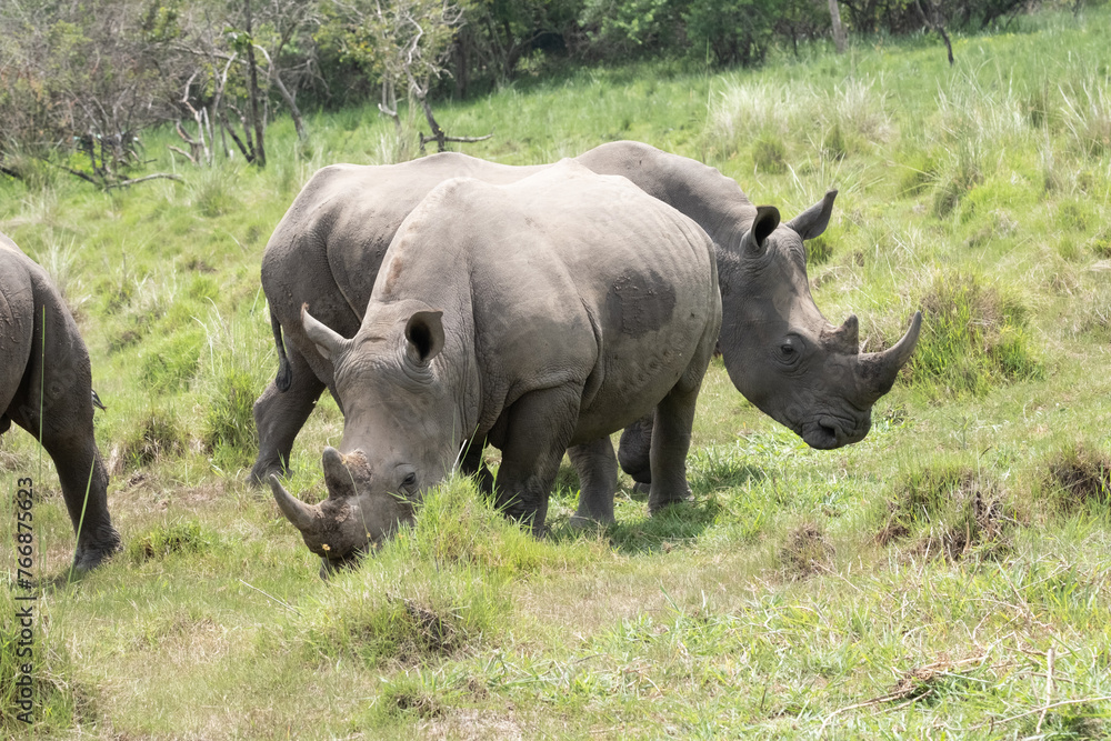 Obraz premium rhino in Uganda