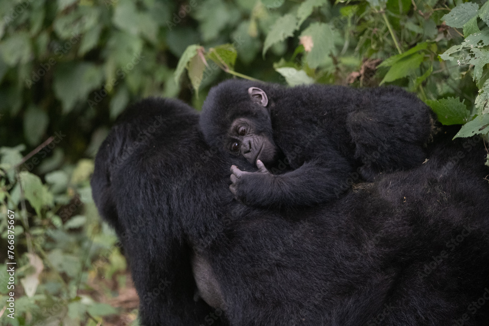Obraz premium silverback Mountain Gorilla, Uganda