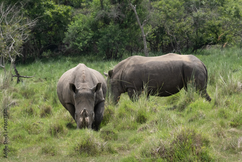 rhino in Uganda