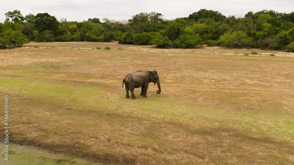 An elephant in a wild nature reserve in the middle of the jungle. Sri Lanka. An elephant in a wild nature reserve in the middle of the jungle. Sri Lanka.