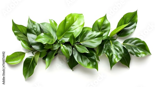 A shrubby floral arrangement of green leaves of tropical plants, creating the impression of a real indoor garden, stands out against a white background, emphasizing its natural beauty. photo
