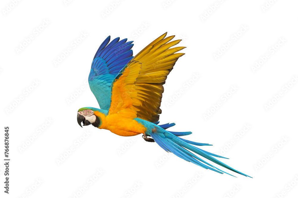 Colorful flying Blue and Gold Macaw parrot isolated on transparent background png file