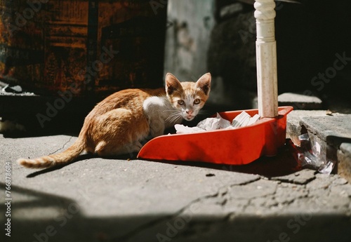 cat on the street and a garbage collecter photo