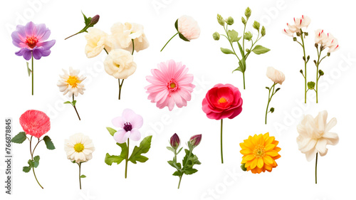 Set of floral elements. Romantic flower collection with flowers isolated on transparent or white background.  