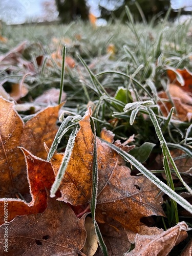 Close-up of frost on autumn leaves