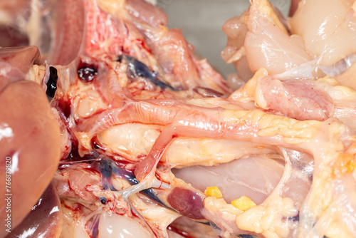 Anatomy and Physiology of the chicken in laboratory. photo