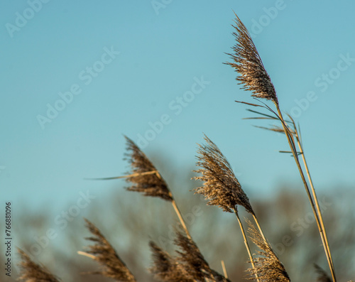 Carex hivernaux sur les étangs de la Dombes à Saint-Paul-de-Varax, Ain, France