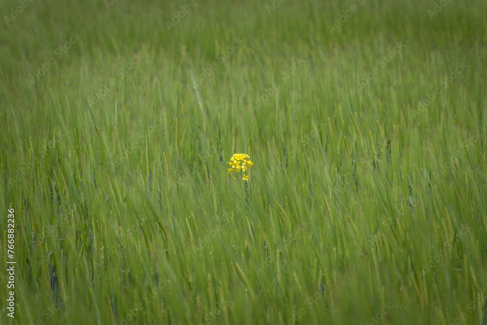 Eine einzelne gelbe Raps Pflanze mit gelben Blüten alleine in einem grünen Weizenfeld, Deutschland - obrazy, fototapety, plakaty 