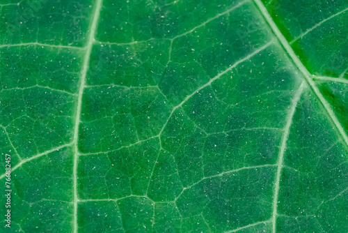 Zielone tło z blaszki liścia z w zbliżeniu makro, widoczne unerwienie