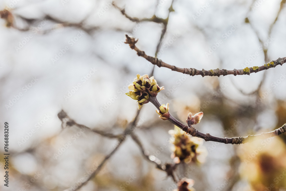 Spring nature background. Blooming tree buds. Early stadium of plant bloom. Spring nature background. Blooming tree buds. Early stadium of plant bloom.
