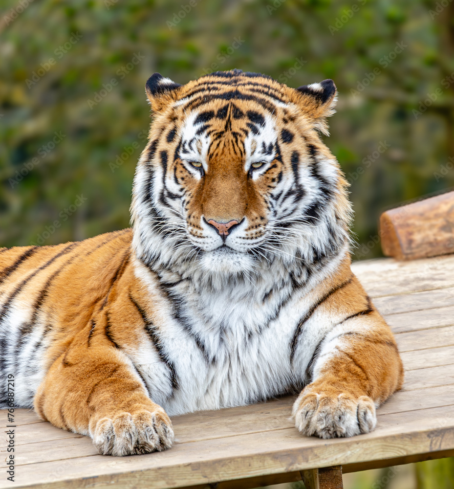 Fototapeta premium portrait of a tiger