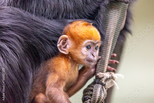 francois langur