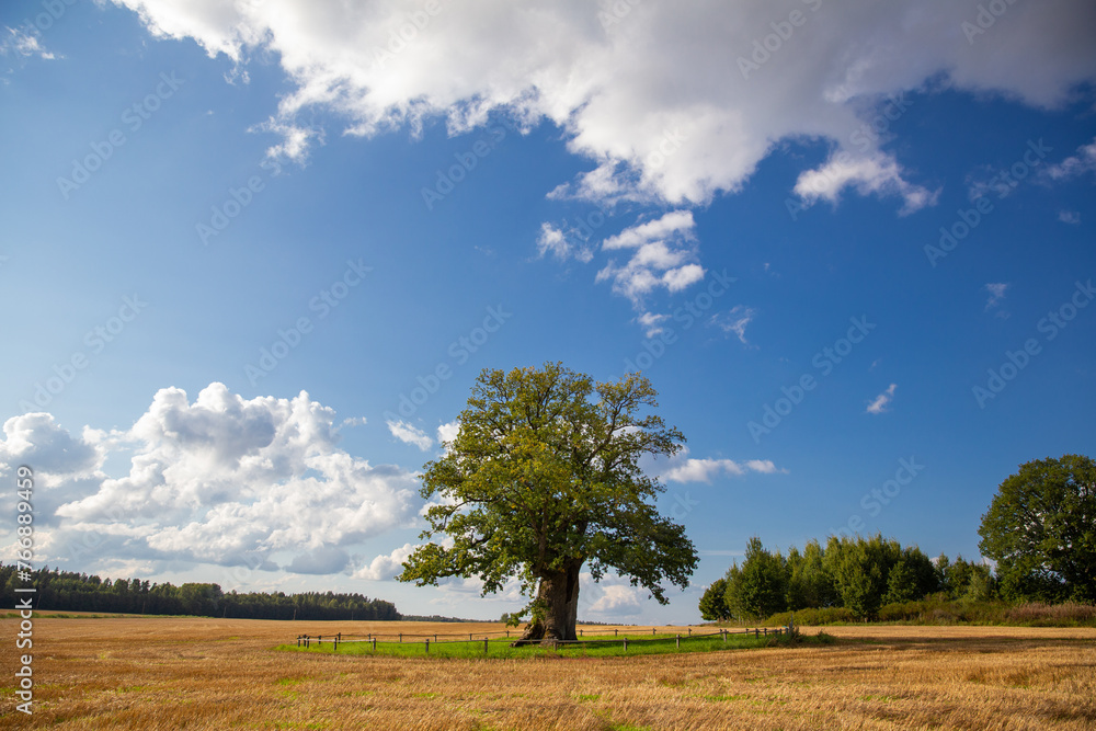old oak tree in open field summer landscape