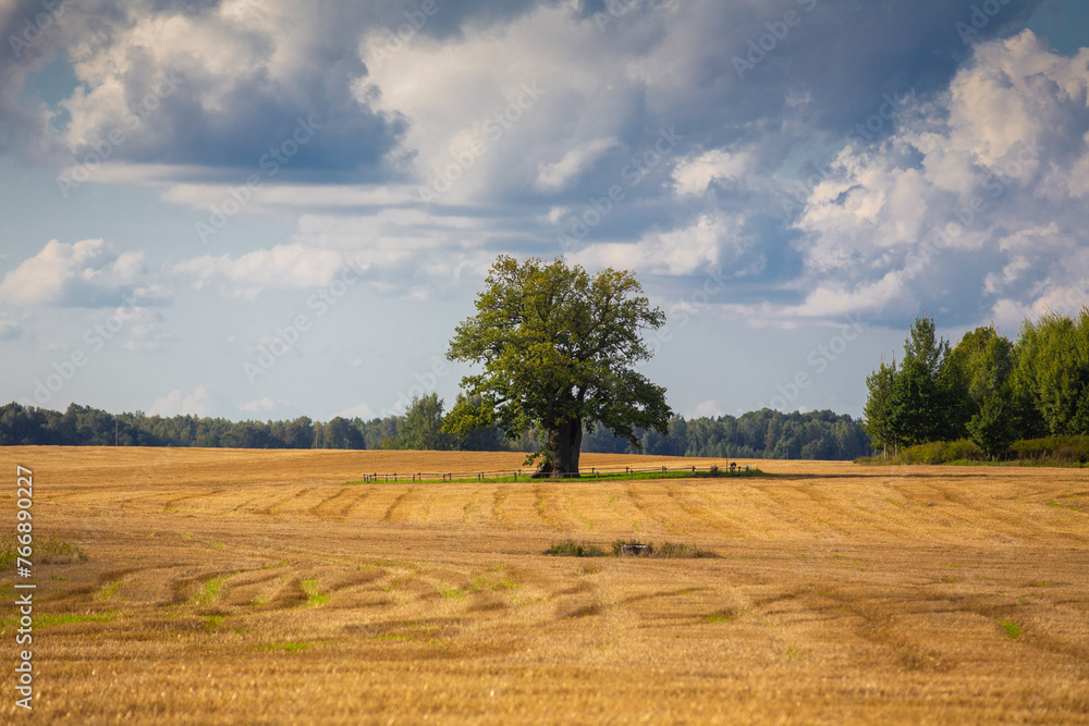 old oak tree in open field summer landscape
