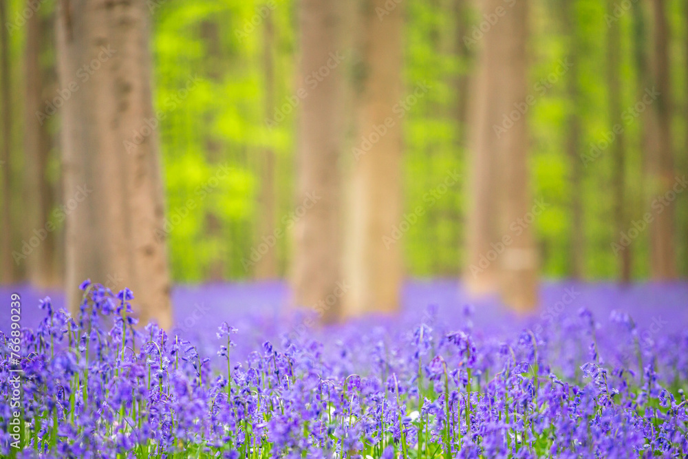 Bluebells among the trees in the forest.