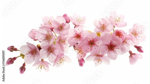 Isolated cherry blossoms and sakuras on white photo