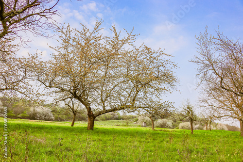 Streuobstwiese mit bl  henden Obstbaum.