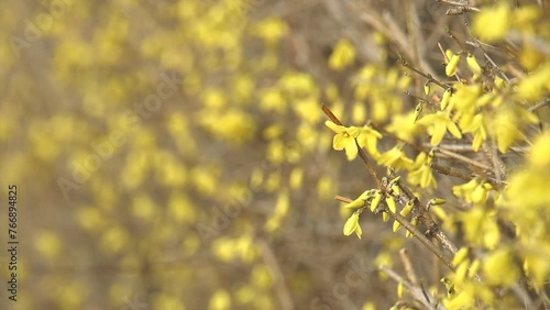 Yellow forsythia signals the beginning of spring. Forsythia koreana photo