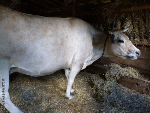 Vache dans une ferme © Cyndie