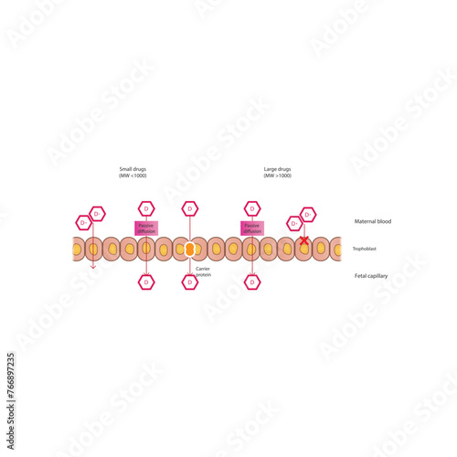 Diagram of placental drug (large and small molecules) absorption from maternal blood into fetal capillary - through trophoblasts - via passive diffusion and carrier proteins. 