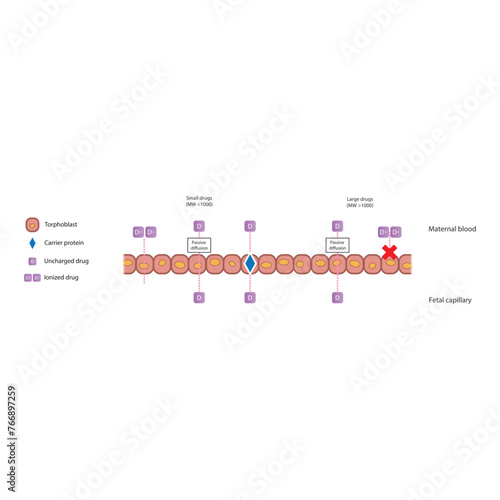 Diagram of placental drug (large and small molecules) absorption from maternal blood into fetal capillary - through trophoblasts - via passive diffusion and carrier proteins. 