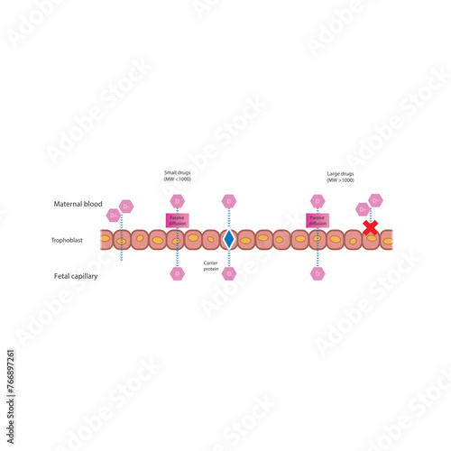 Diagram of placental drug (large and small molecules) absorption from maternal blood into fetal capillary - through trophoblasts - via passive diffusion and carrier proteins. 