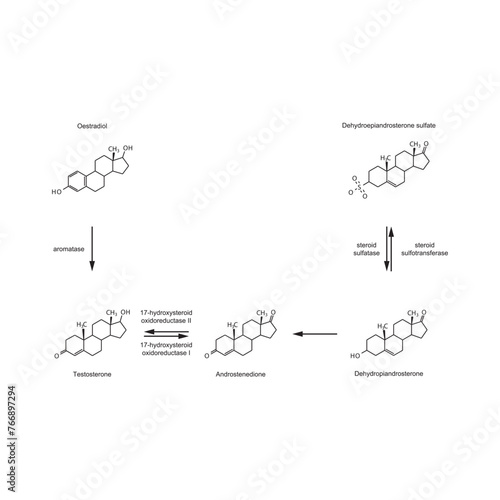 Diagram showing enzymatic transformation of steroid hormones - DHEA sulfate to DHEA, Androstenedione, Testosterone and Oestradiol - biochemical metabolic endogenous reaction.