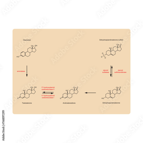 Diagram showing enzymatic transformation of steroid hormones - DHEA sulfate to DHEA, Androstenedione, Testosterone and Oestradiol - biochemical metabolic endogenous reaction.