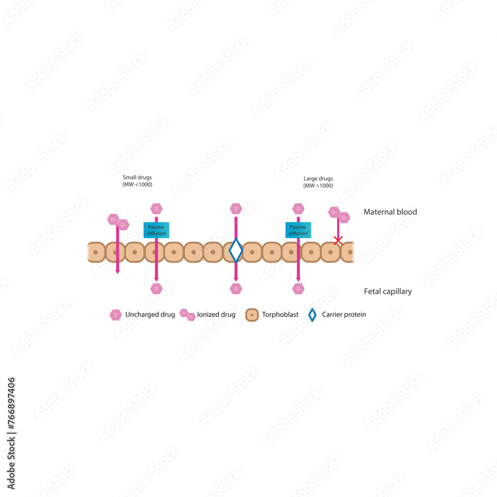 Diagram of placental drug (large and small molecules) absorption from maternal blood into fetal capillary - through trophoblasts - via passive diffusion and carrier proteins. Diagram of placental drug (large and small molecules) absorption from maternal blood into fetal capillary - through trophoblasts - via passive diffusion and carrier proteins.