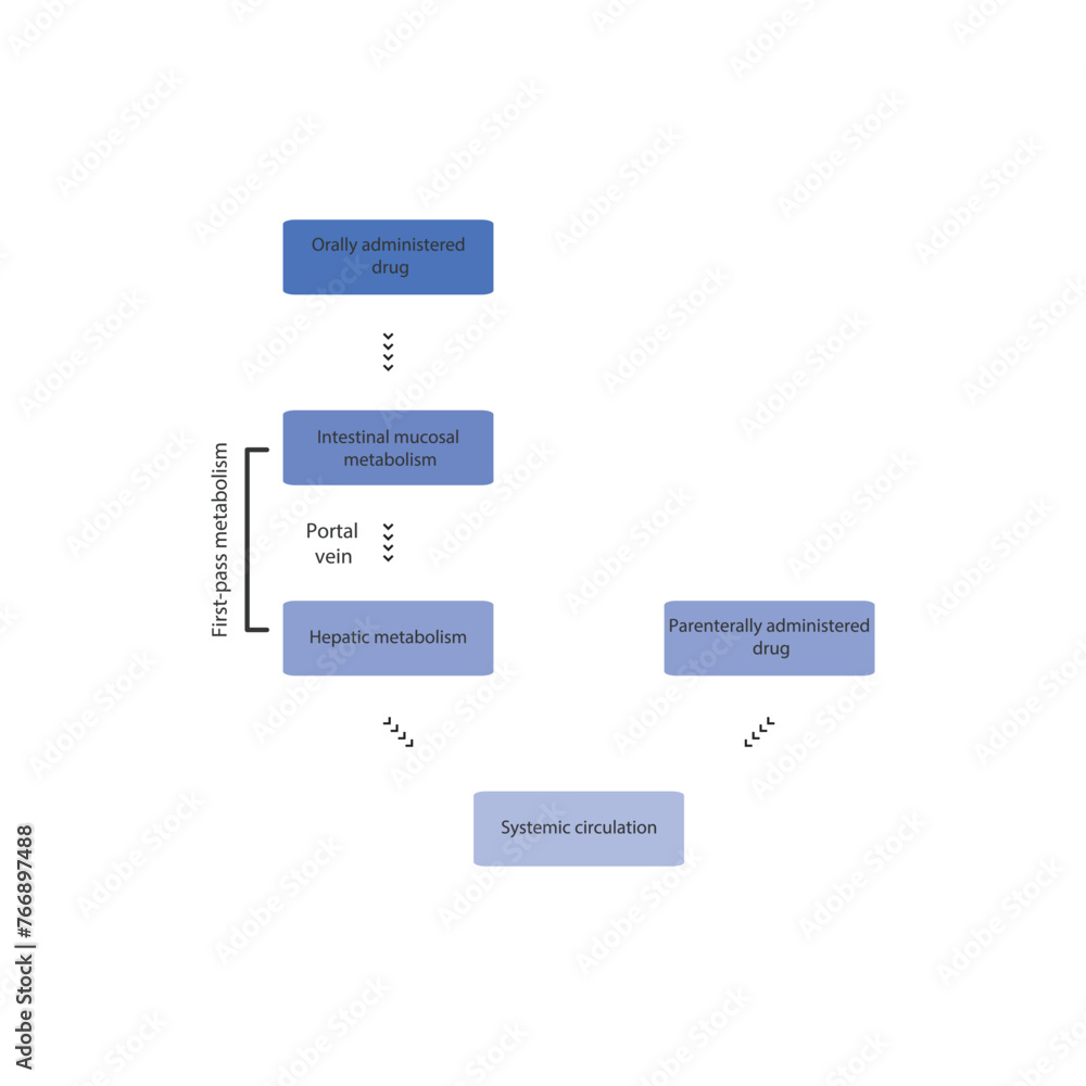 Diagram of drug first pass metabolism process - oral drug administration, intestinal mucosal metabolism, hepatic metabolism and systemic circulation vs. parenteral drug administration. Diagram of drug first pass metabolism process - oral drug administration, intestinal mucosal metabolism, hepatic metabolism and systemic circulation vs. parenteral drug administration.