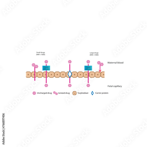 Diagram of placental drug (large and small molecules) absorption from maternal blood into fetal capillary - through trophoblasts - via passive diffusion and carrier proteins. 