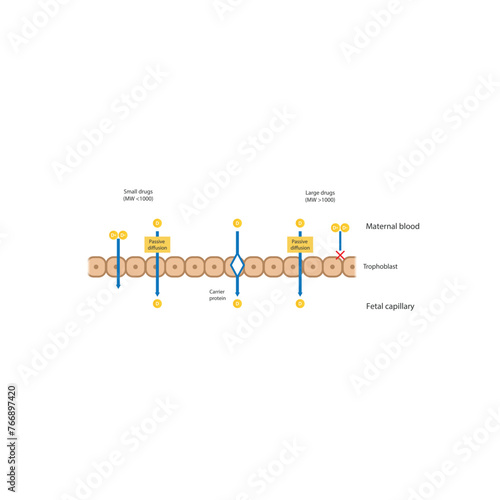 Diagram of placental drug (large and small molecules) absorption from maternal blood into fetal capillary - through trophoblasts - via passive diffusion and carrier proteins. 