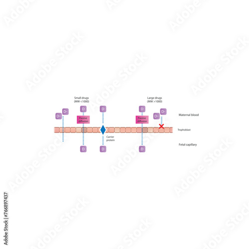 Diagram of placental drug (large and small molecules) absorption from maternal blood into fetal capillary - through trophoblasts - via passive diffusion and carrier proteins. 