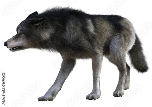 3D Rendered Gray Wolf on Transparent Background - 3D Illustration