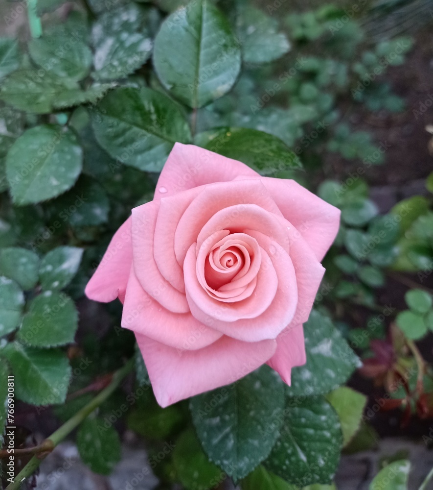 pink rose in garden